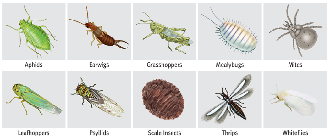 Insecticidal Soaps: An effective and eco-friendly pest control method ...