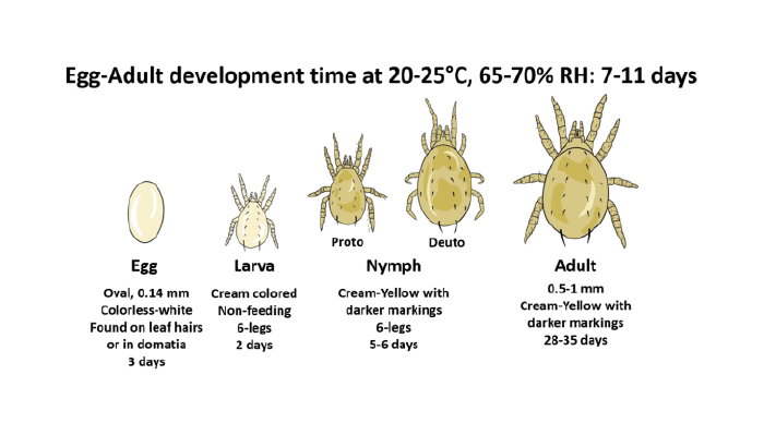 Cucumeris-lifecycle .png