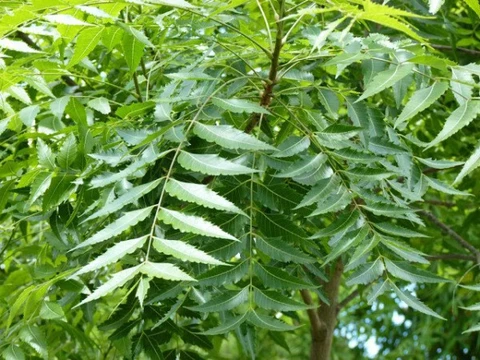 File:NEEM.webp