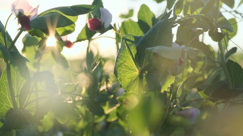 File:The Regenerative Agriculture Podcast.jpg