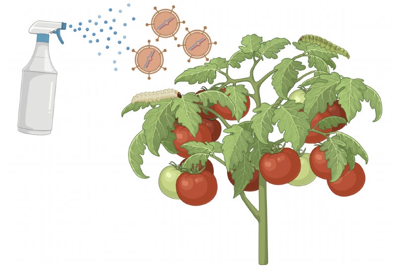 File:Spray ARN interférence.png