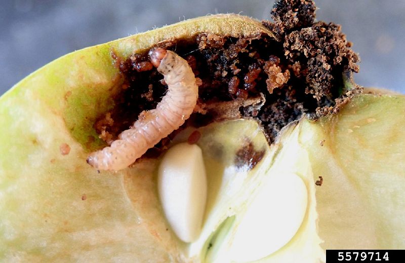 File:Codling-moth-larva.jpg