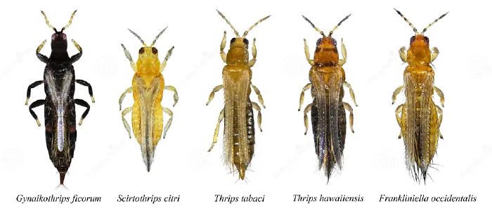 Thrips insect pests.webp